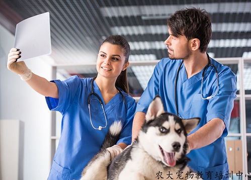 苏州正规的宠物医疗学校排名,专业的执业兽医资格证 深入探讨