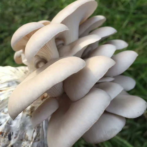 蘑菇菌包能养花吗