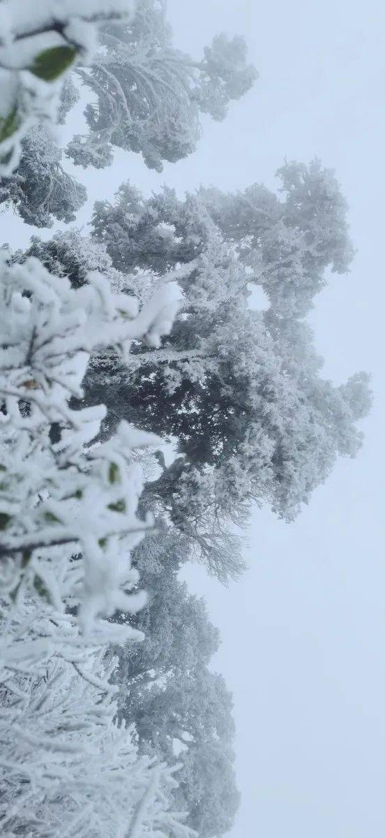 冰天雪地实现啦 快来围观石屏下雪