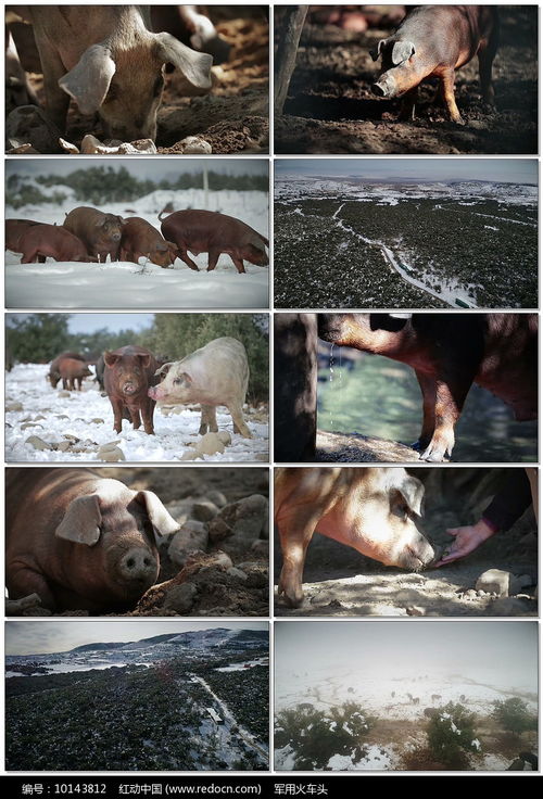 生态农场猪养殖视频素材