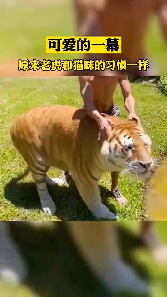 这老虎跟猫咪有什么区别 