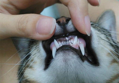 猫咪换牙期有烦恼,青春期齿龈炎的来临,光靠消炎药可无法解决