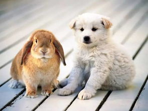 兔与狗的婚姻是否相配,我要属狗兔