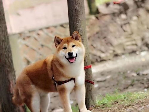 没有周末约柴犬犬舍的吗 