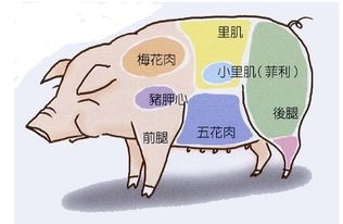 腰梅肉在猪的哪里图片