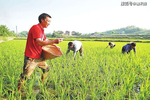 农民不愿意种植双季稻,为什么呢 归根结底是3个原因