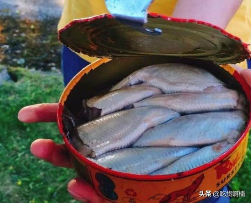为什么鲱鱼罐头那么难吃,味道又那么臭,每年还大量生产呢
