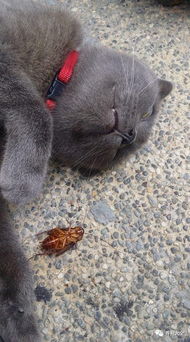 天不怕地不怕的猫看见蟑螂竟然吓晕了,网友 我家的直接吃了它