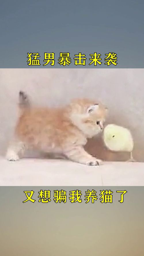 骗我养猫就算了,还想骗我养鸡吗 