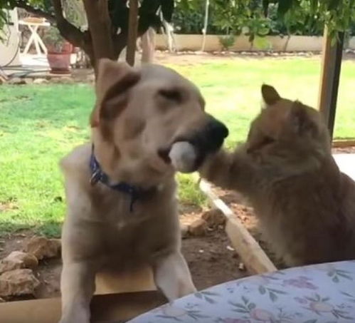 猫爪狗咬保险 狗一闻就死的药 