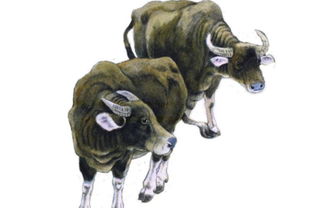 生肖牛2023年大灾大难,生肖为牛的人在2023年运势