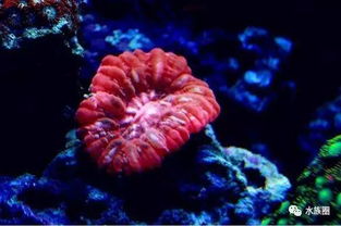 关于珊瑚的喂食,我要说 