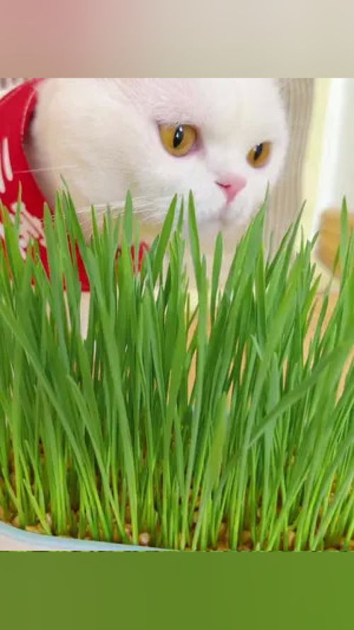 水培猫草就是这么简单,你学会了吗 猫草 猫草种植日记 