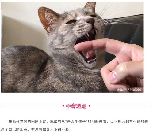 生孩子 或二胎 不如养猫 