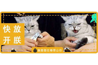 超实用 给猫剪指甲的正确打开方式