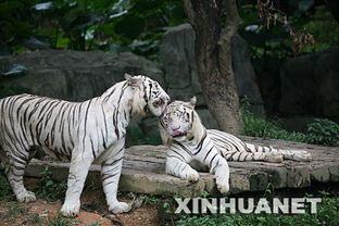 广州拟赠高雄市动物园两只白虎 