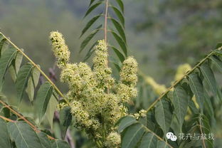 身边美丽的35种花树,小时候看过却不得起名 