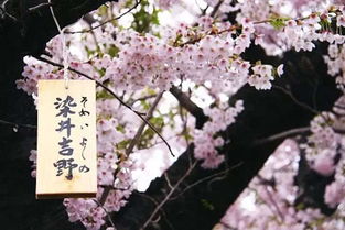 染井吉野樱与日本早樱的区别,樱花最珍贵的品种？