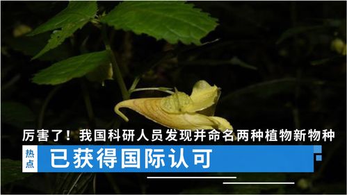 厉害了 我国科研人员发现并命名两种植物新物种,已获得国际认可 