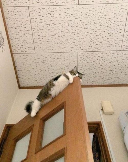 下班回来没看到猫,打开卧室门抬头一看 你咋不上天呢