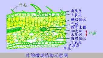 叶肉细胞什么组织 搜狗图片搜索