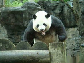 人不可貌相,我们都被大熊猫的可爱憨厚欺骗了