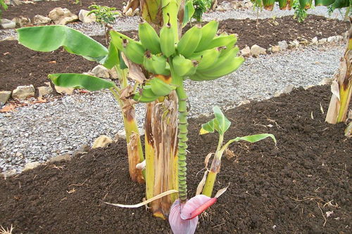 火龙果盆栽技术,盆栽红心火龙果的种植方法？