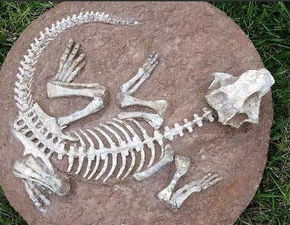 辽宁恐龙化石在哪里出手