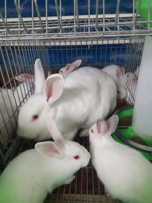 遵义养殖肉兔兔子养殖平台