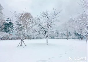 梦回金陵 雪后的南京究竟有多美