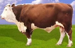 牛养殖怎么才能长秋膘,牛正常吃多少斤料长一斤肉