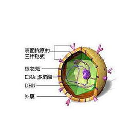 小三阳是什么意思