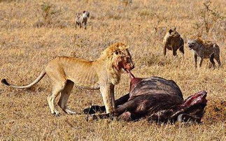 狮子吃什么食物 