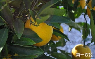 什么时间种柠檬树 柠檬树的种植时间和方法