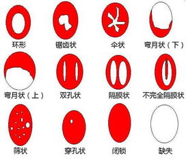 处女膜在丁丁进入后的震撼反应