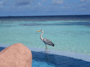 马尔代夫莉莉岛400游记探索海岛奇景的最佳旅程