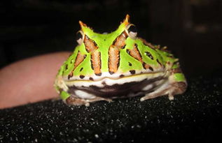蝴蝶角蛙寿命多长,是哪里的产地