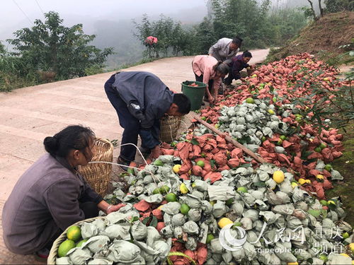 重庆丰都树人镇