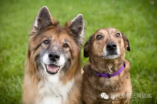 小型犬为什么比大型犬更长寿