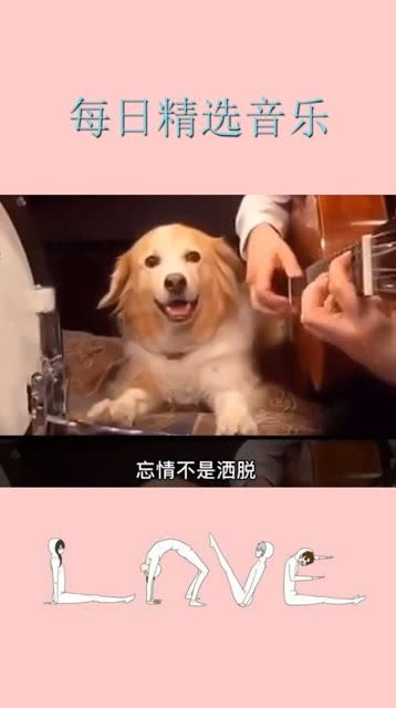 有一只喜欢音乐的狗狗是什么样的体验 
