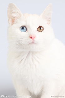 布偶猫会有遗传病吗,如何给布偶猫做健康护理 