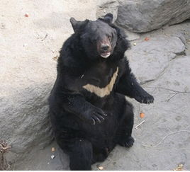梦到了黑熊是什么意思