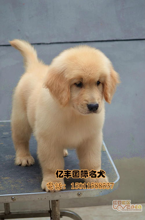 纯种金毛幼犬 大头金毛价格多少 北京金毛犬 