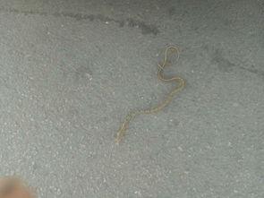 走在路边看到一条小蛇,这预示什么 
