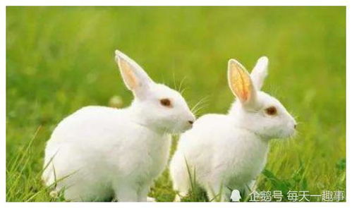 人算不如天算,5月底属兔人必有 三喜临门 ,家有属兔的速看