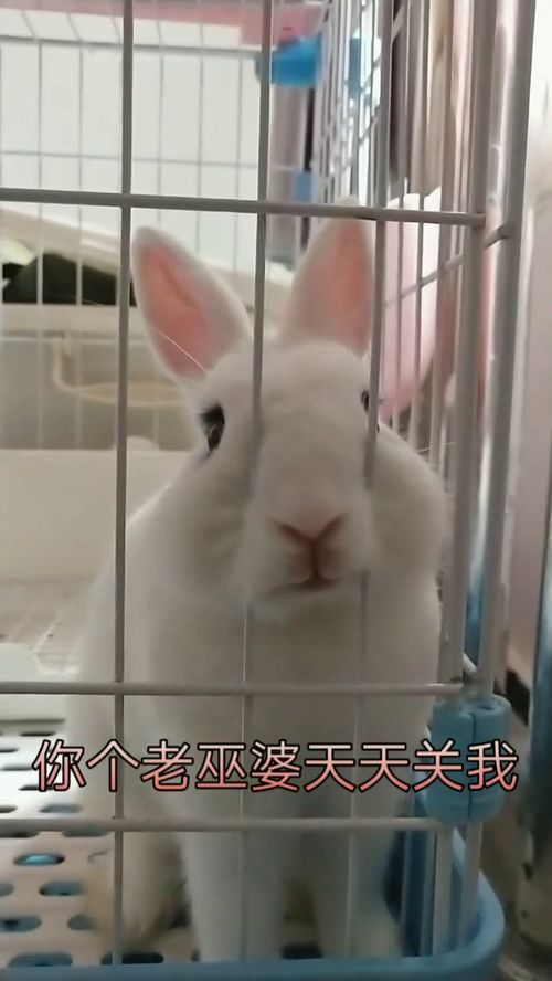 一个向往外面世界的兔子,求我也没用,不放你出来 