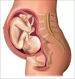 震惊 胎儿2 10月在子宫中的位置图 