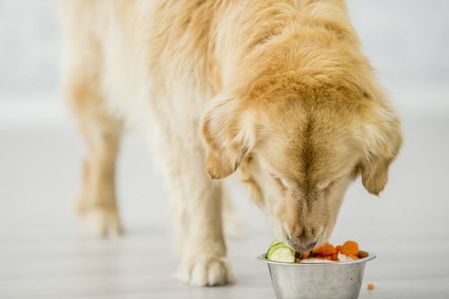 家里两只狗很爱吃水果和蔬菜,这样真的合理吗