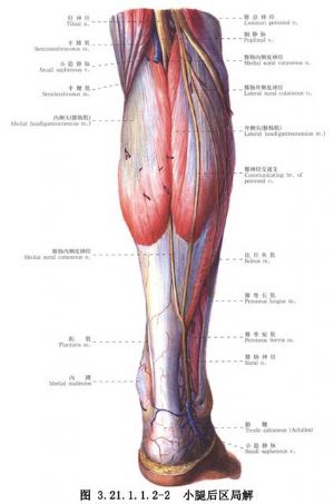 跟腱手术疤痕 搜狗图片搜索