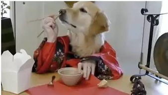 冬至 你家狗狗吃饺子了么 狗狗能吃饺子吗 